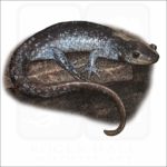 Jefferson Salamander illustration