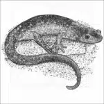 Jefferson Salamander