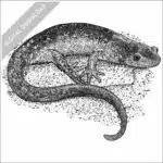 Jefferson Salamander