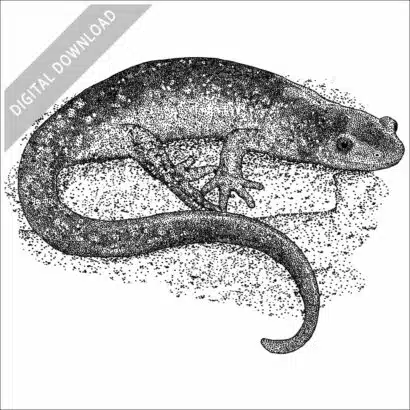 Jefferson Salamander