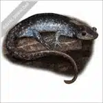 Jefferson Salamander stock image