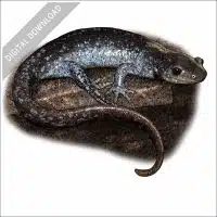 Jefferson Salamander stock image