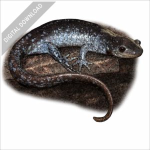 Jefferson Salamander stock image