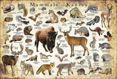 Mammals of Kansas poster print