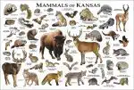 Mammals of Kansas poster print