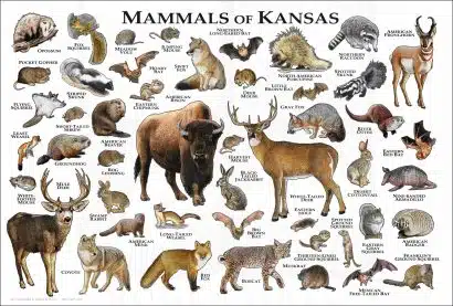 Mammals of Kansas poster print