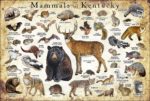 Kentucky Land Mammals poster print