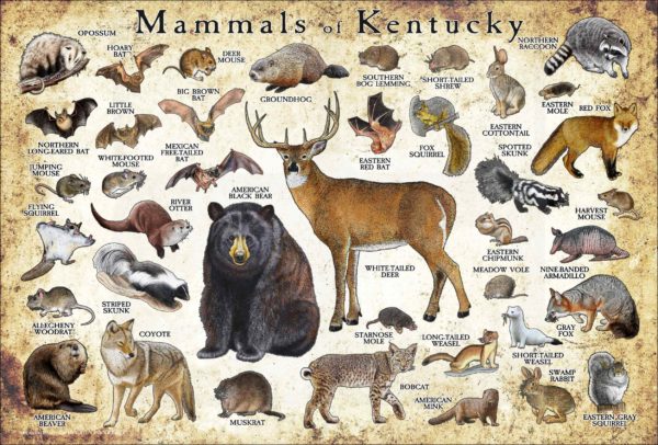 Kentucky Land Mammals poster print