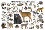 Mammals of Kentucky poster print