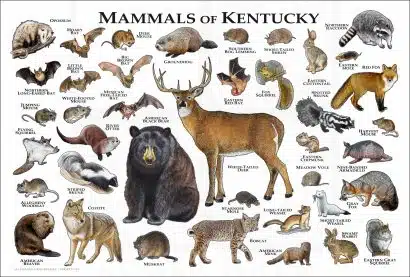 Mammals of Kentucky poster print