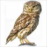 Little Owl illustration