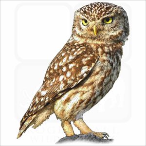 Little Owl illustration