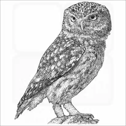Little Owl
