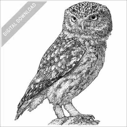 Little Owl