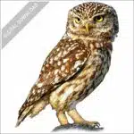 Little Owl stock image