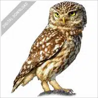 Little Owl stock image