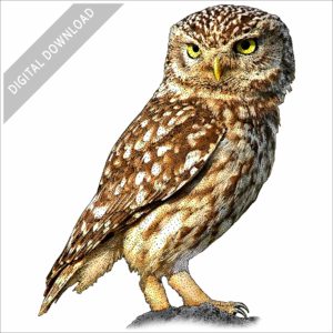 Little Owl stock image