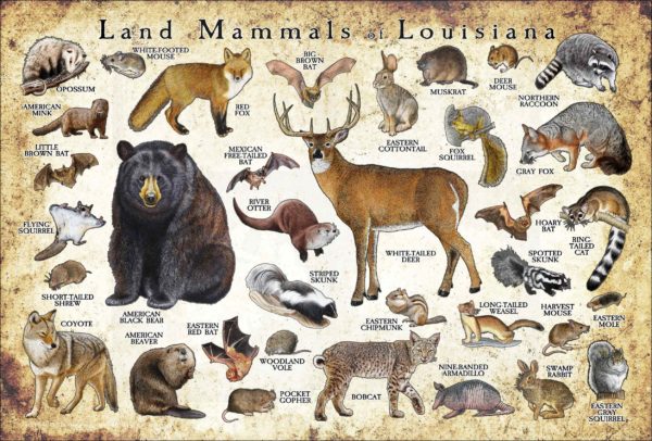Mammals of Louisiana poster print