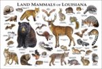 Mammals of Louisiana poster print