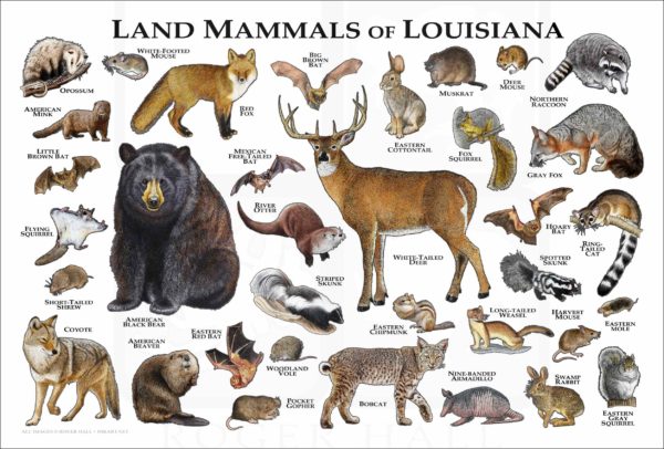 Mammals of Louisiana poster print