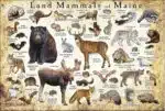 Land Mammals of Maine poster