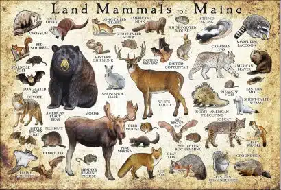 Land Mammals of Maine poster