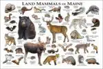 Land Mammals of Maine poster print