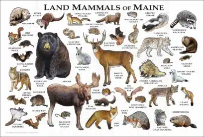 Land Mammals of Maine poster print