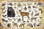 Land Mammals of Maryland poster