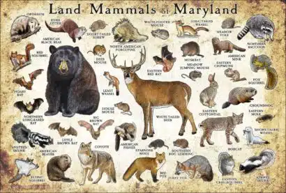 Land Mammals of Maryland poster
