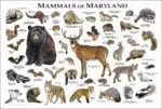 Land Mammals of Maryland poster print