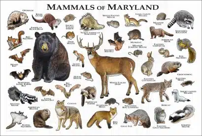 Land Mammals of Maryland poster print