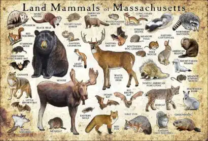Land Mammals of Massachusetts poster print