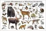 Land Mammals of Massachusetts poster print