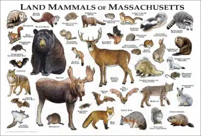 Land Mammals of Massachusetts poster print
