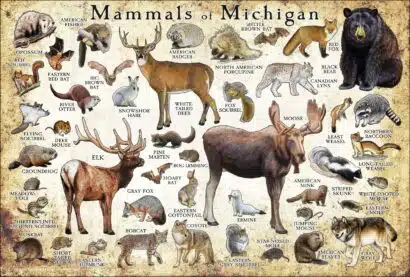 Mammals of Michigan poster print