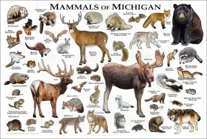 Land Mammals of Michigan poster print