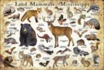 Land Mammals of Mississippi Poster print