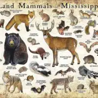 Land Mammals of Mississippi Poster print
