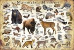 Mammals of Missouri poster print