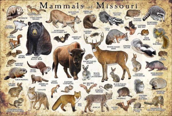 Mammals of Missouri poster print