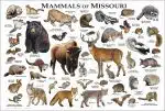 Mammals of Missouri poster print