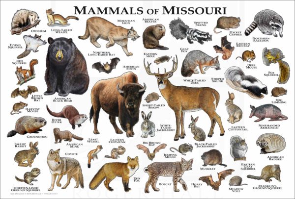 Mammals of Missouri poster print