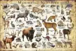 Mammals of Nebraska poster print