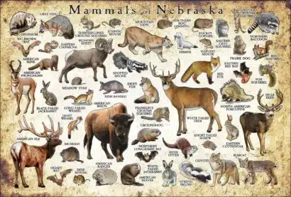 Mammals of Nebraska poster print