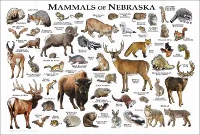 Mammals of Nebraska poster print