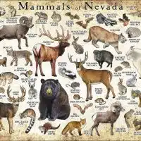 Mammals of Nevada poster print