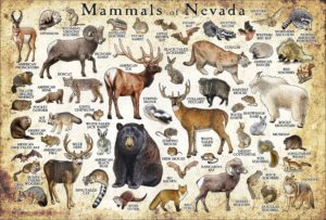 Mammals of Nevada poster print