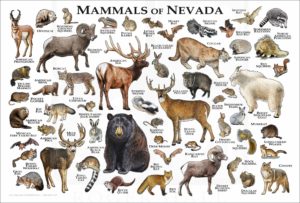 Mammals of Nevada poster print