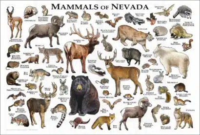 Mammals of Nevada poster print